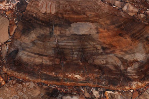 Brown Petrified Wood